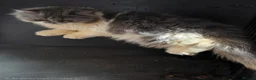 Persian cats for sale: Persian kittens for sale - Advert 5
