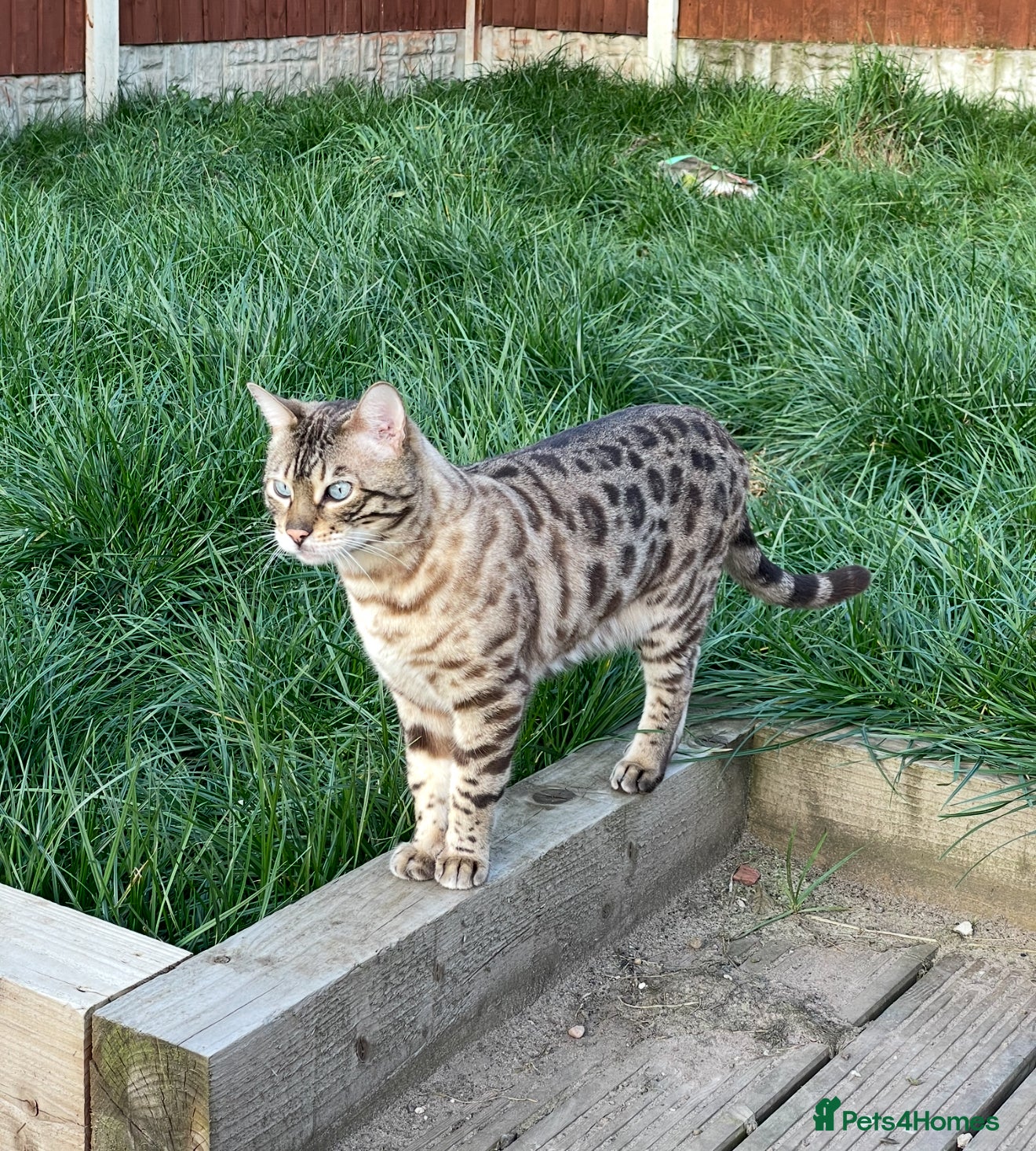 Bengal cats Loving Bengal Male cat in search of new home - Advert 6