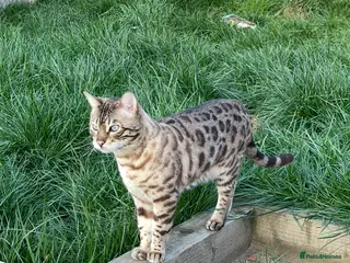 Bengal cats Loving Bengal Male cat in search of new home - Advert 6