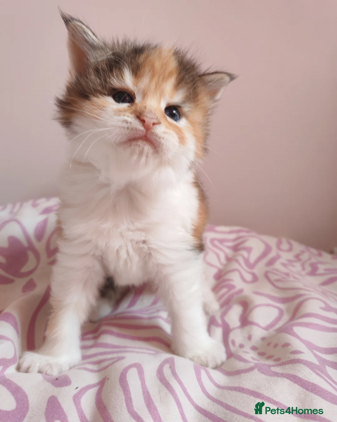 Maine Coon cats for sale: Beautiful Maine Coon Kittens  - Advert 16