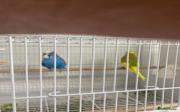 Canaries birds for sale: Canary and lovebirds  - Image 7