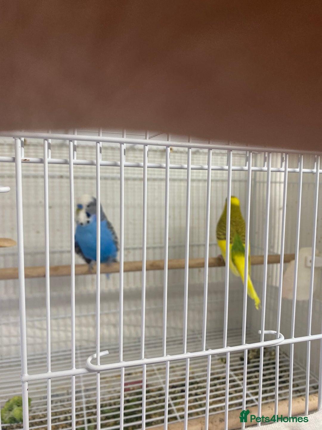 Canaries birds for sale: Canary and lovebirds  - Image 7