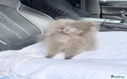 Pomeranian dogs for sale:  Pomeranian blue Girl  - Image 6