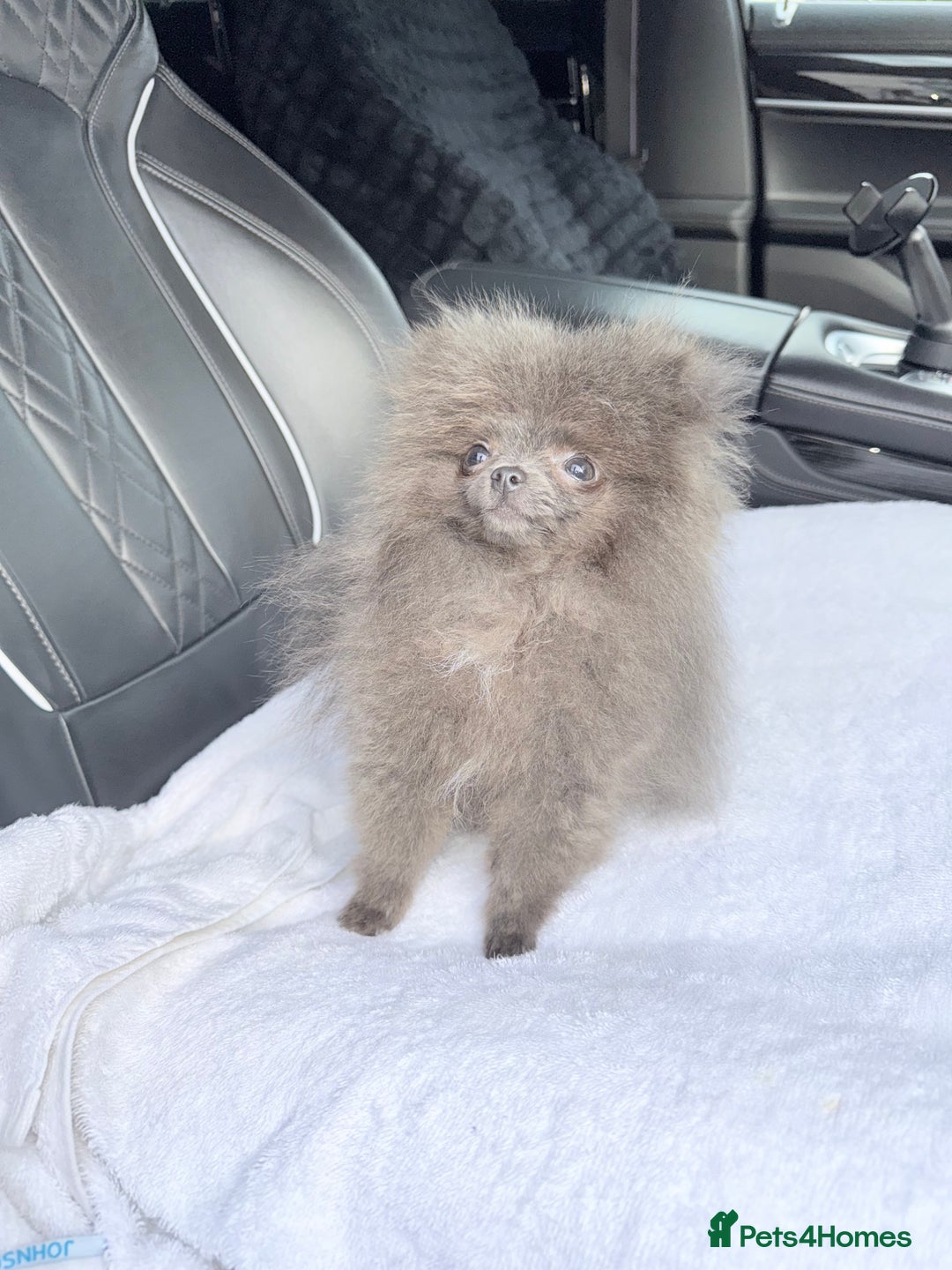 Pomeranian dogs for sale:  Pomeranian blue Girl  - Image 6