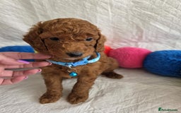 Goldendoodle dogs for sale: 👑Superb Rare Toy/Mini Deepest Red Goldendoodles👑 - Image 20