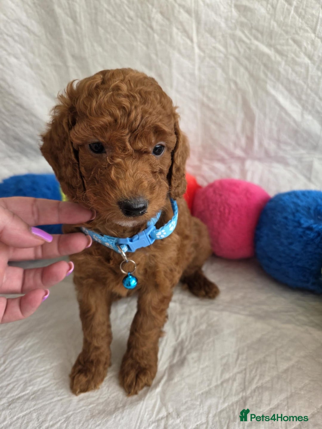 Goldendoodle dogs for sale: 👑Superb Rare Toy/Mini Deepest Red Goldendoodles👑 - Image 20