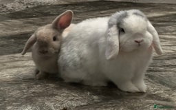 Mini Lop rabbits for sale: Bonded pair of rabbits - NEUTERED MALE  - Image 8