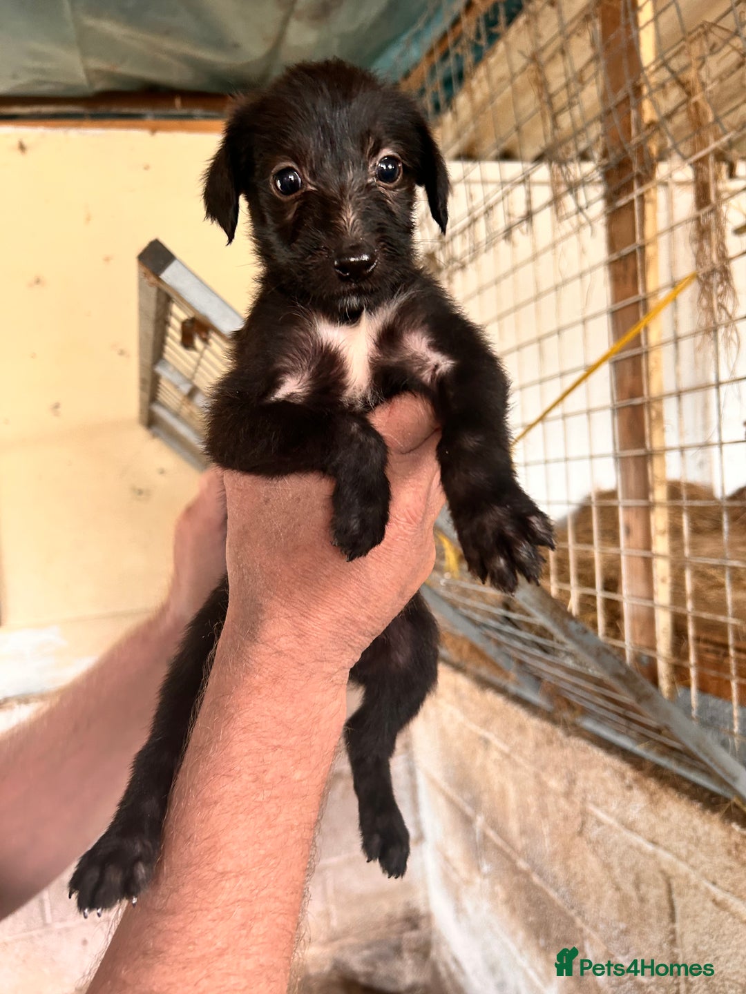 Mixed Breed dogs for sale: 10 Bedlington Whippet Puppies - 6 DOGS 4 BITCHES - Image 5