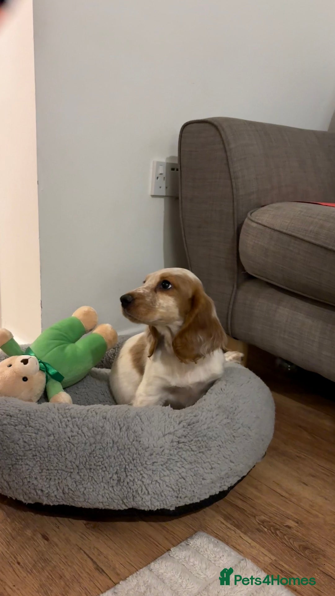 Cocker Spaniel dogs for sale: Winny - Advert 4