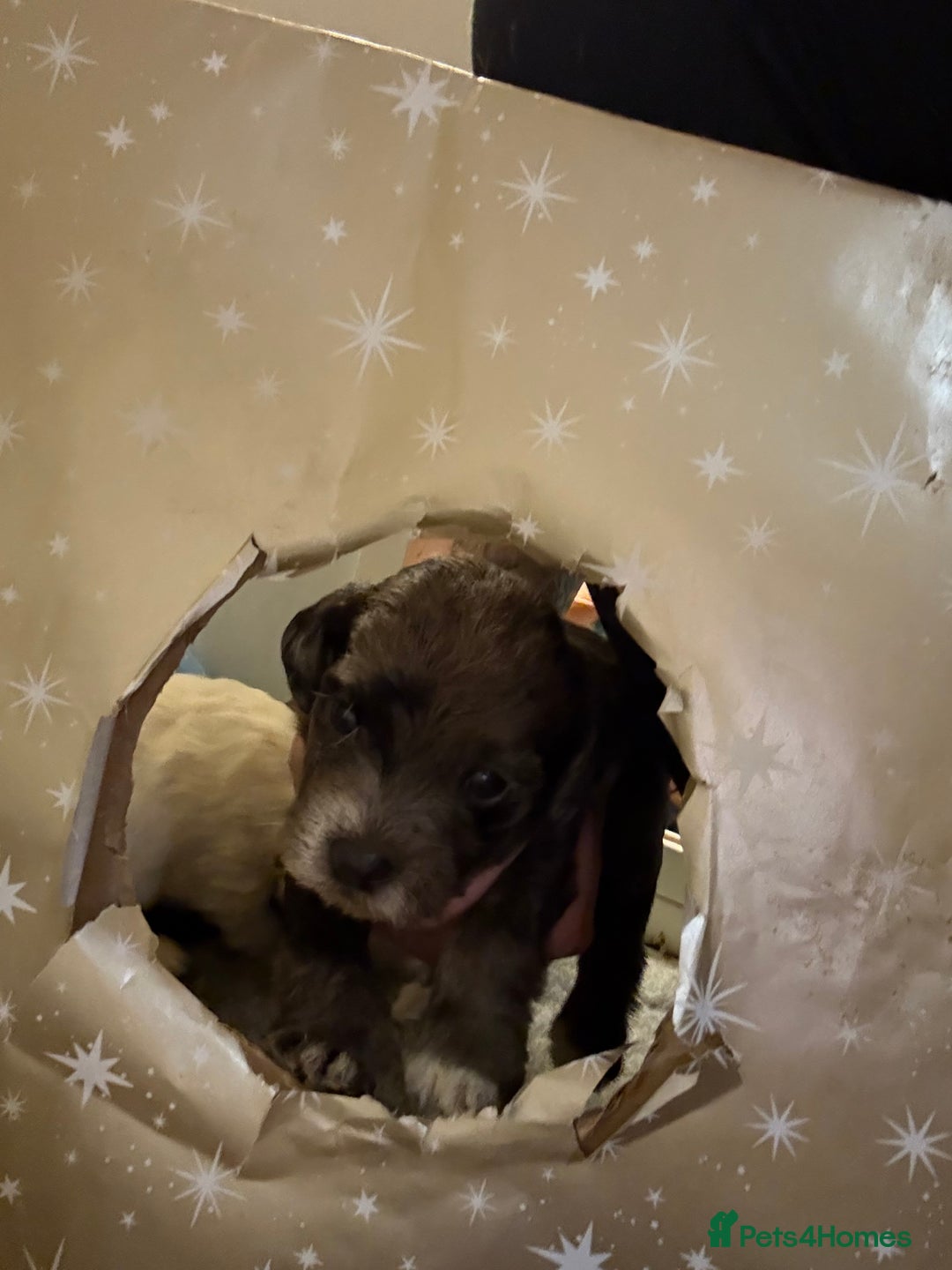 Cockapoo dogs for sale: 4 males and 1 female  - Advert 23