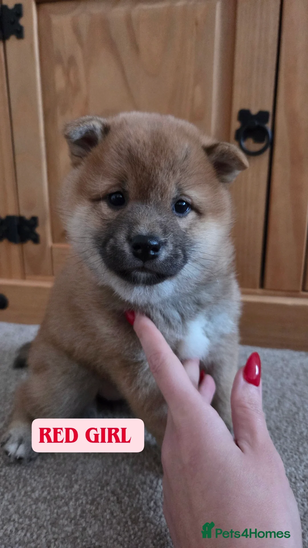 Japanese Shiba Inu dogs Shiba Inu – 5 Puppies  - Advert 3