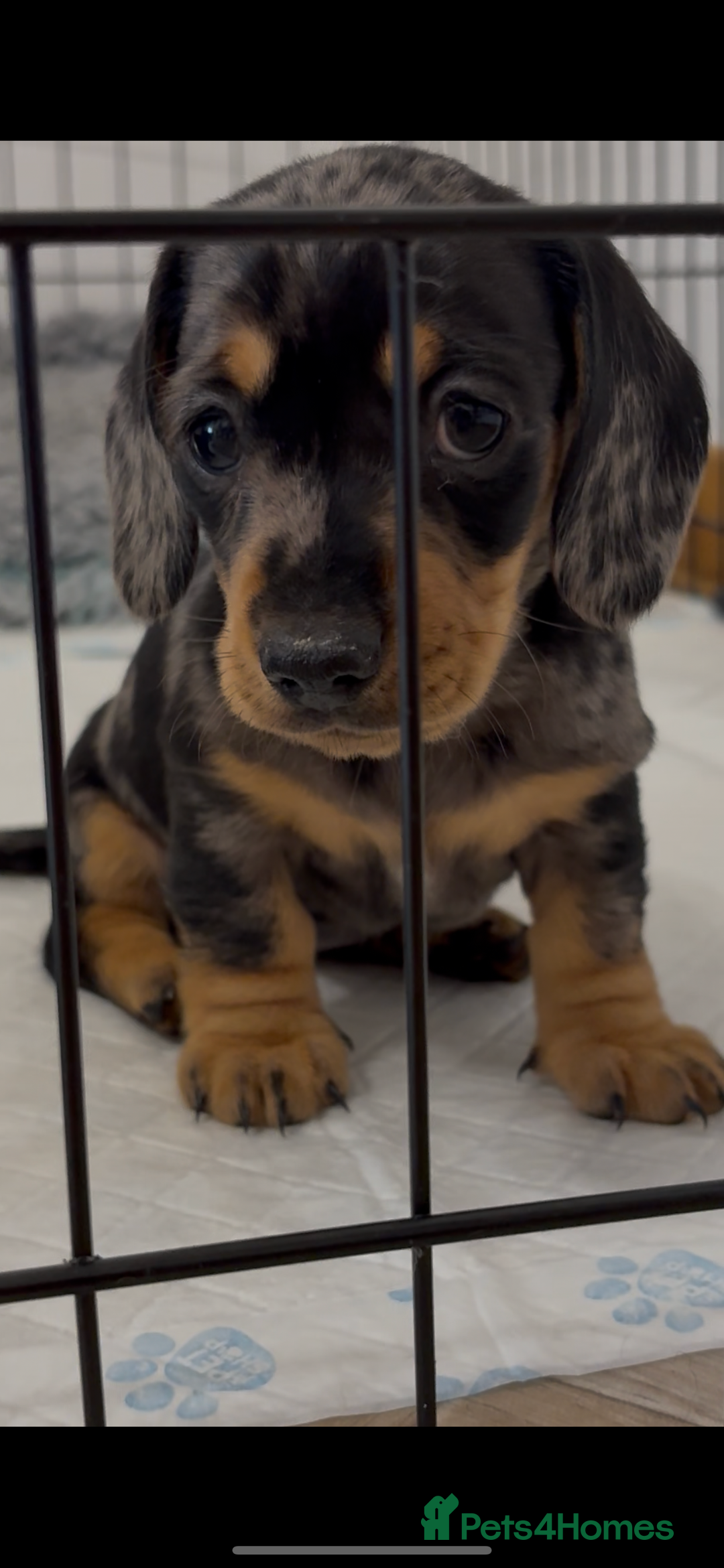 Miniature Dachshund dogs for sale: READY NOW - 2 boys left - KC registered  - Image 13
