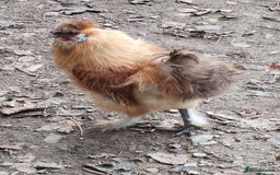 Chickens poultry for sale: Silkie chickens COCKERALS - Image 4