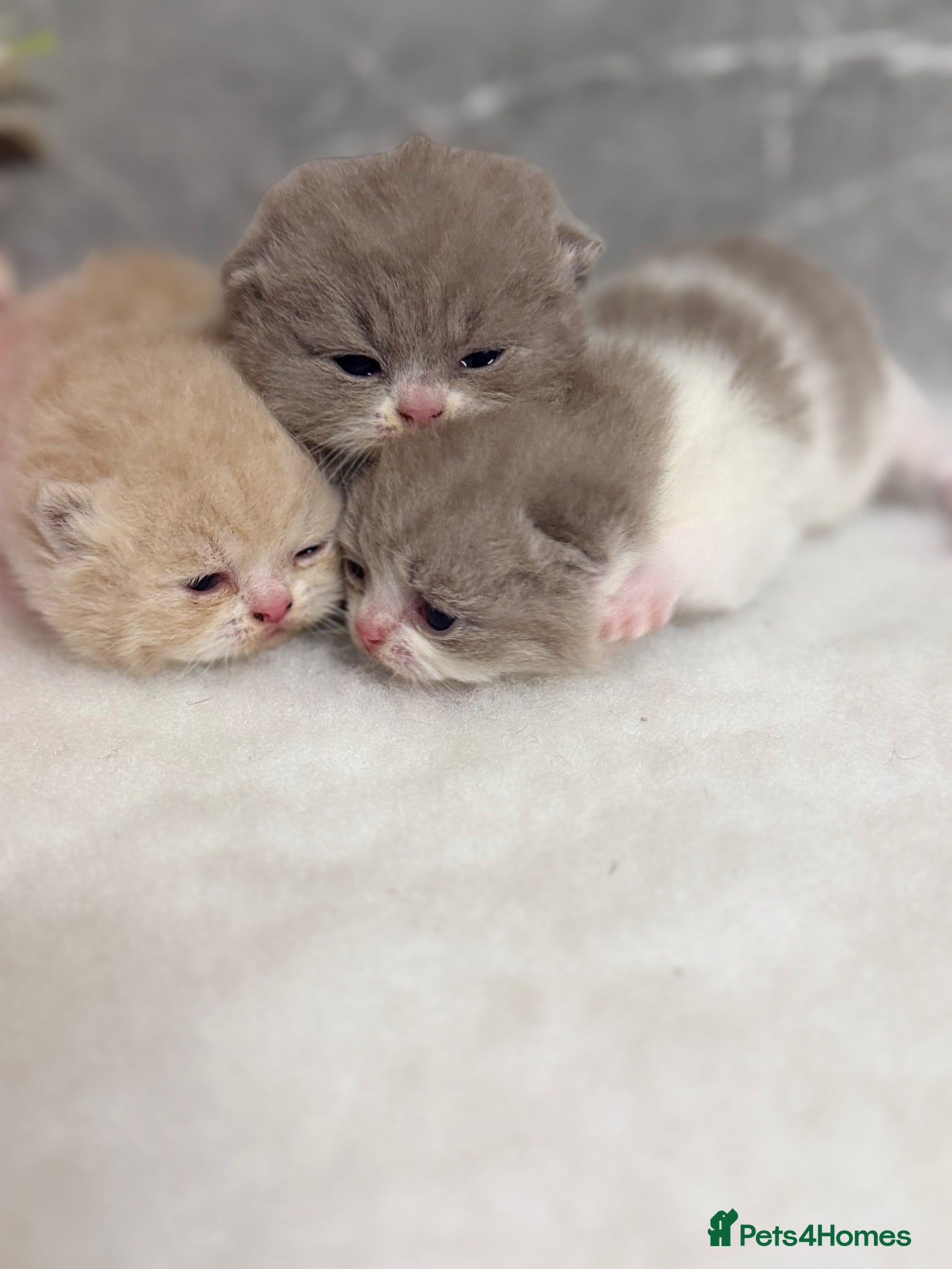 British Shorthair cats BRITISH SHORTHAIR - Full Pedigree/Registered  - Advert 1