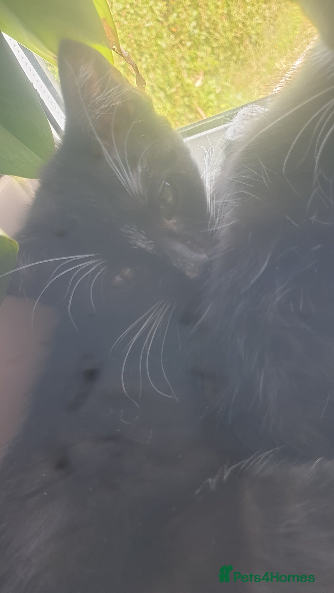 Domestic Shorthair cats for sale: Domestic kittens for sale - Image 8