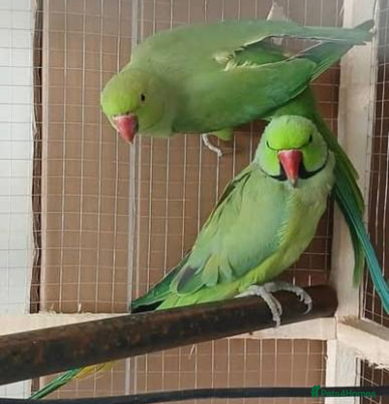 Ringnecks birds Green Rose Ringneck Parrot - Advert 4