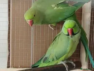 Ringnecks birds Green Rose Ringneck Parrot - Advert 15