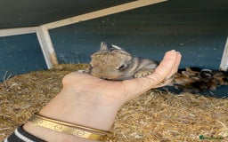 Harlequin rabbits for sale: Harlequin Baby rabbits for sale   - Image 9