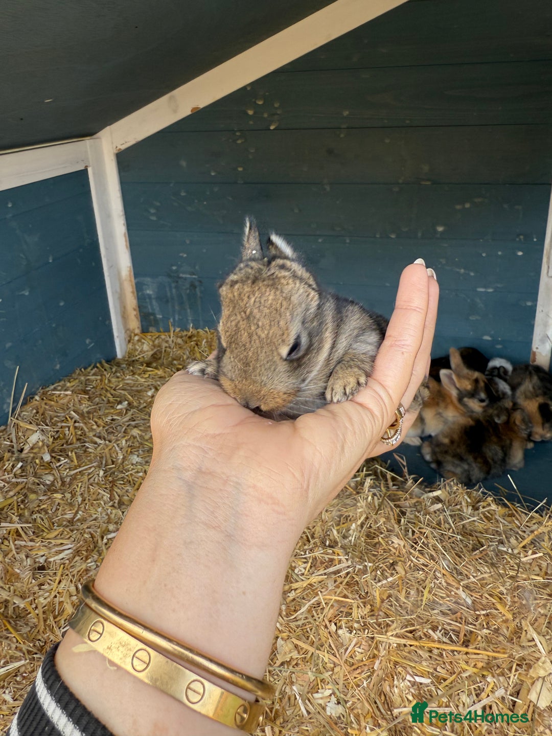 Harlequin rabbits for sale: Harlequin Baby rabbits for sale   - Image 9