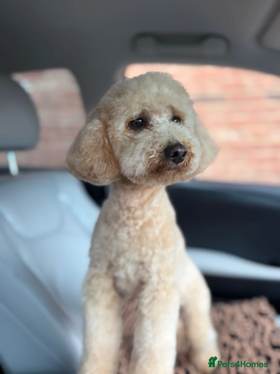 Toy Poodle dogs for sale: Lolla in Corby - Advert 2