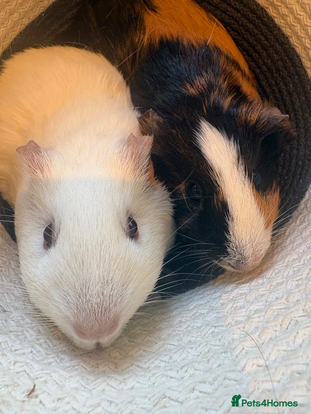 Mixed Breed invertebrates for sale: 2 female Guinea pigs for sale in Gosport - Advert 1