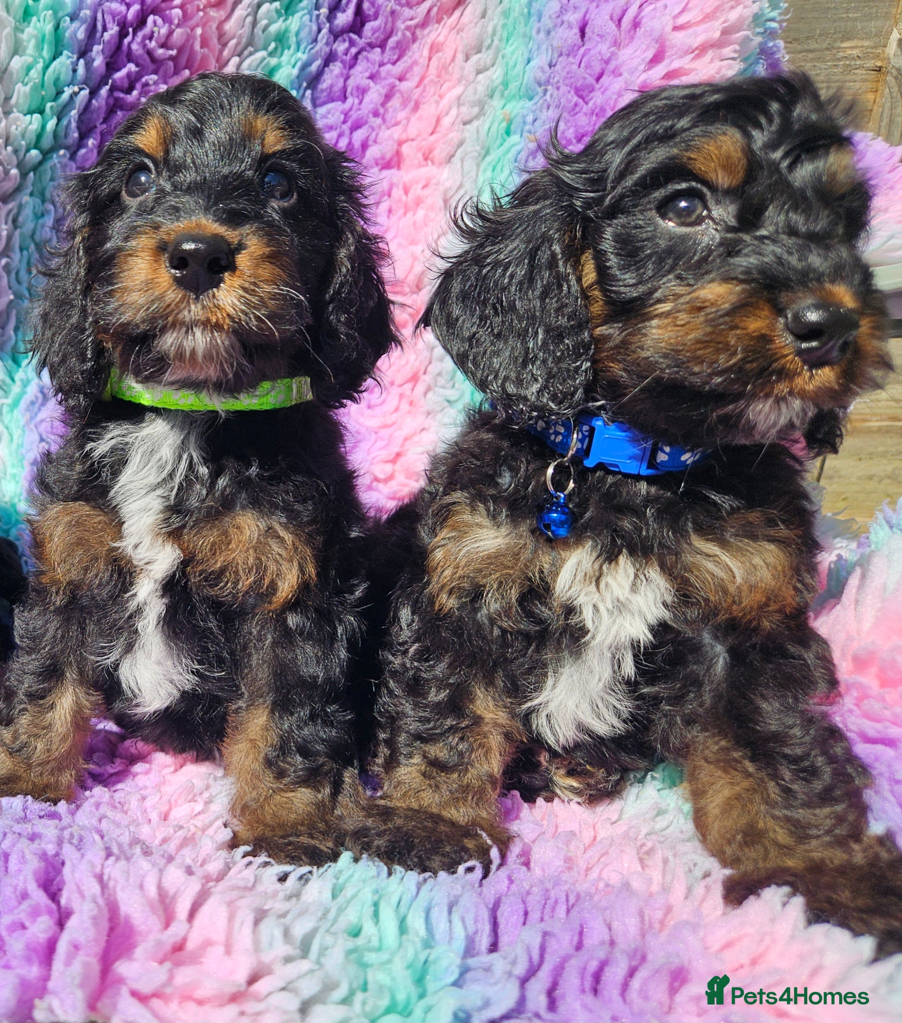 Cockapoo dogs licensed breeder, 2 boys available for loving home - Advert 1