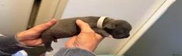 Staffordshire Bull Terrier dogs for sale: 8 GORGEOUS  STAFFORDSHIRE BULL TERRIER PUPPIES - Advert 6