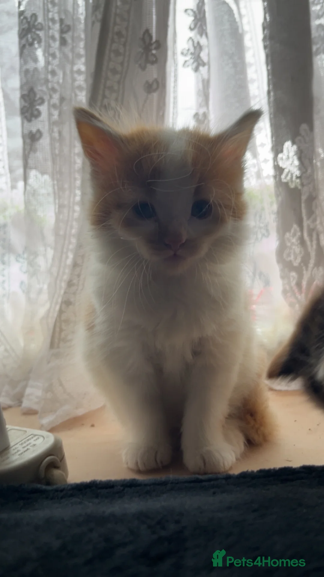 British Shorthair cats for sale: 3 beautiful male kittens remaining - Advert 2