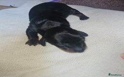 Dachshund dogs for sale: 3/4 Dachsunds  - Image 15
