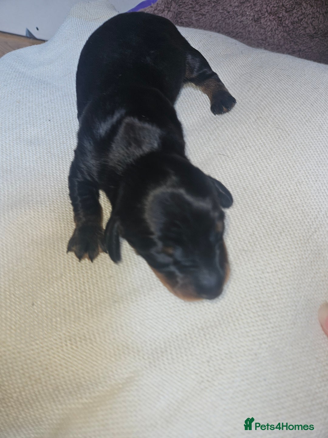 Dachshund dogs for sale: 3/4 Dachsunds  - Image 15