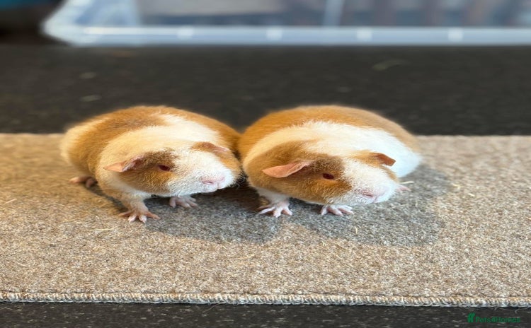 Guinea Pig rodents - Advert 9