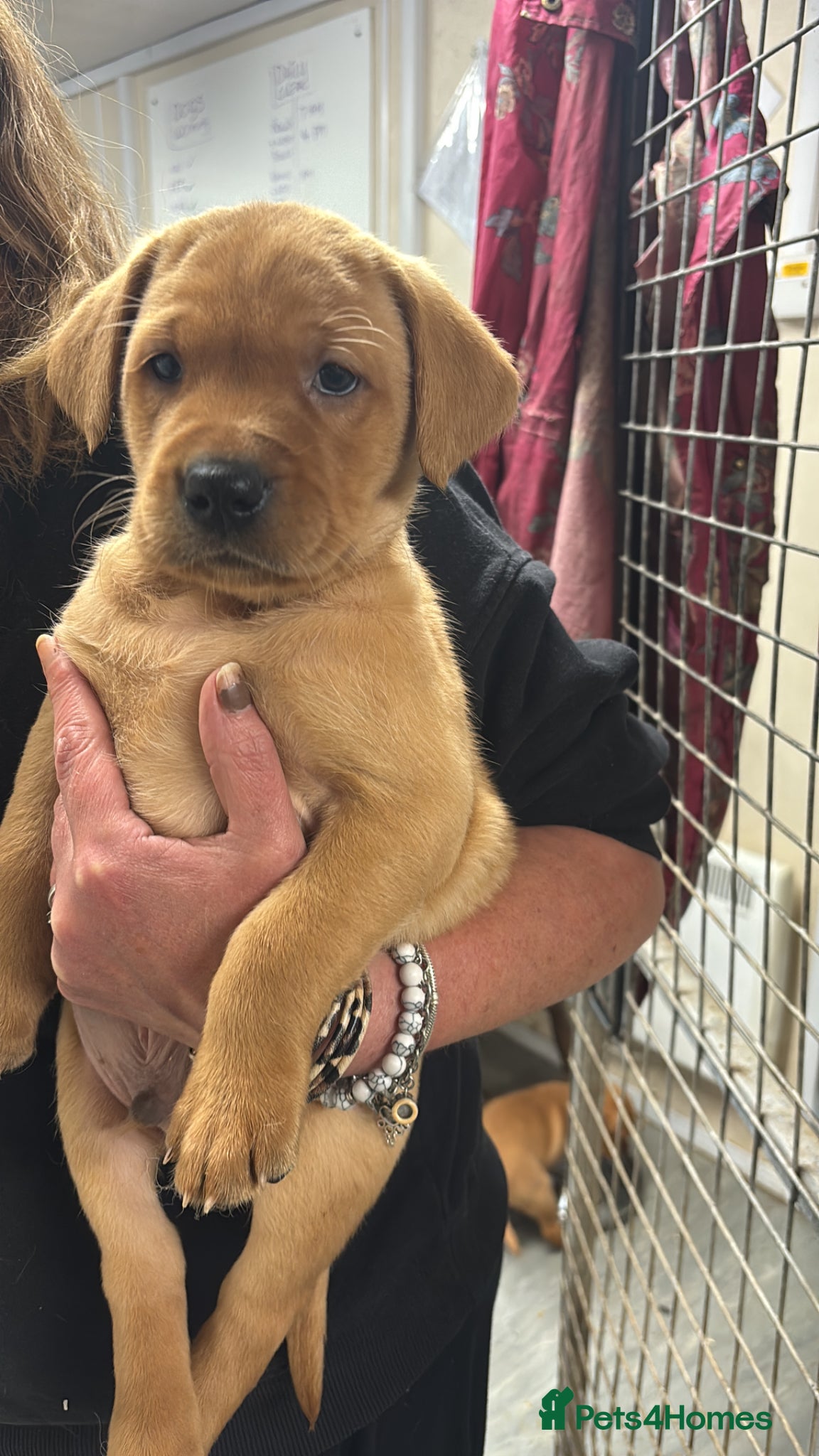 Labrador Retriever dogs Fox red Labradors  - Advert 5