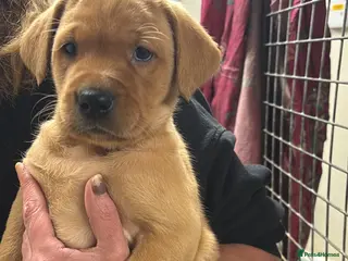 Labrador Retriever dogs Fox red Labradors - Advert 5