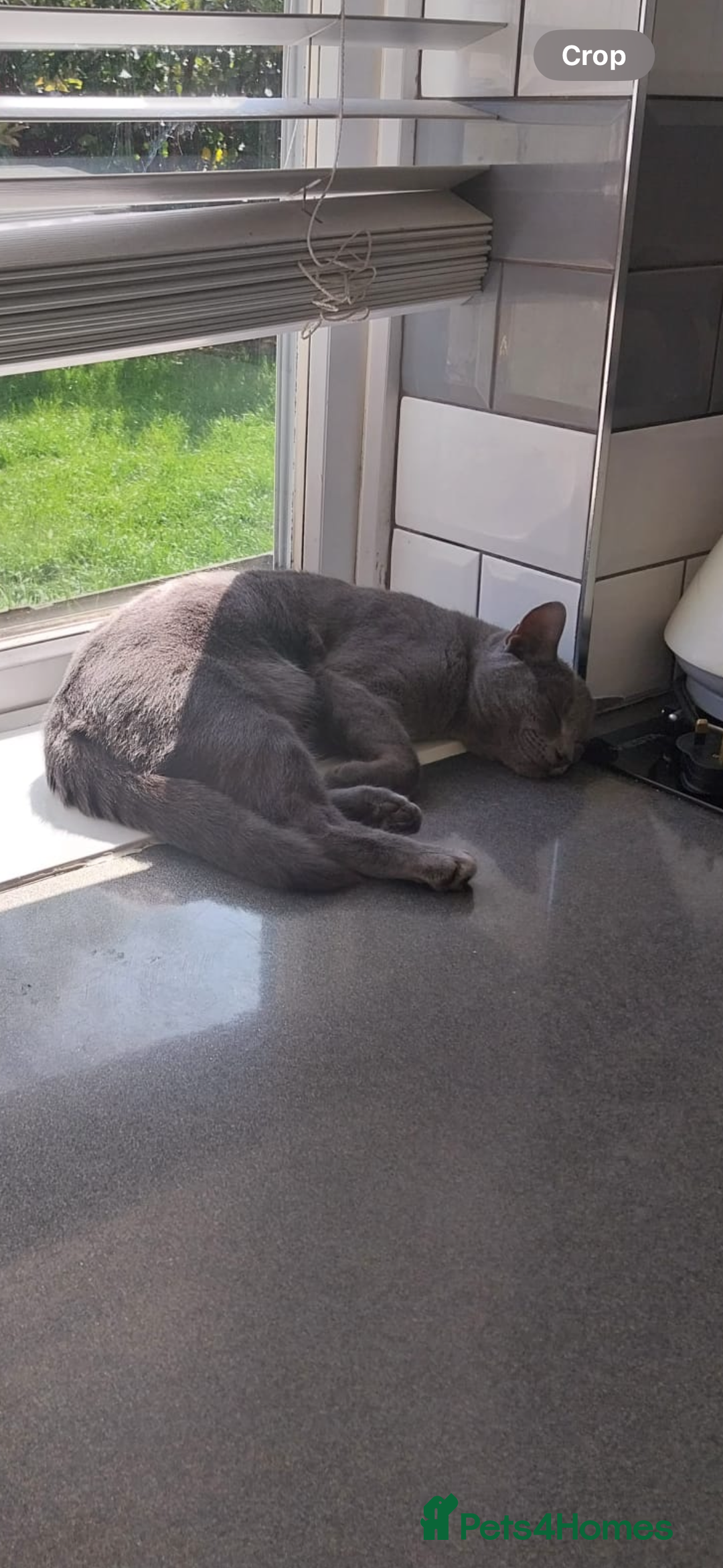 Maine Coon cats for sale: 1 year old British shorthair/ Maine coon for sale - Image 1
