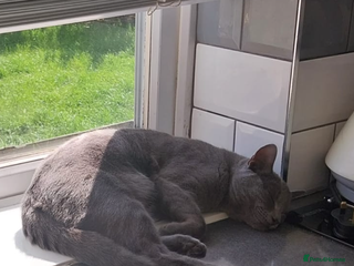 Maine Coon cats - Advert 16