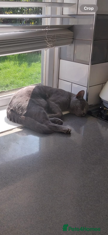 Maine Coon cats - Advert 10