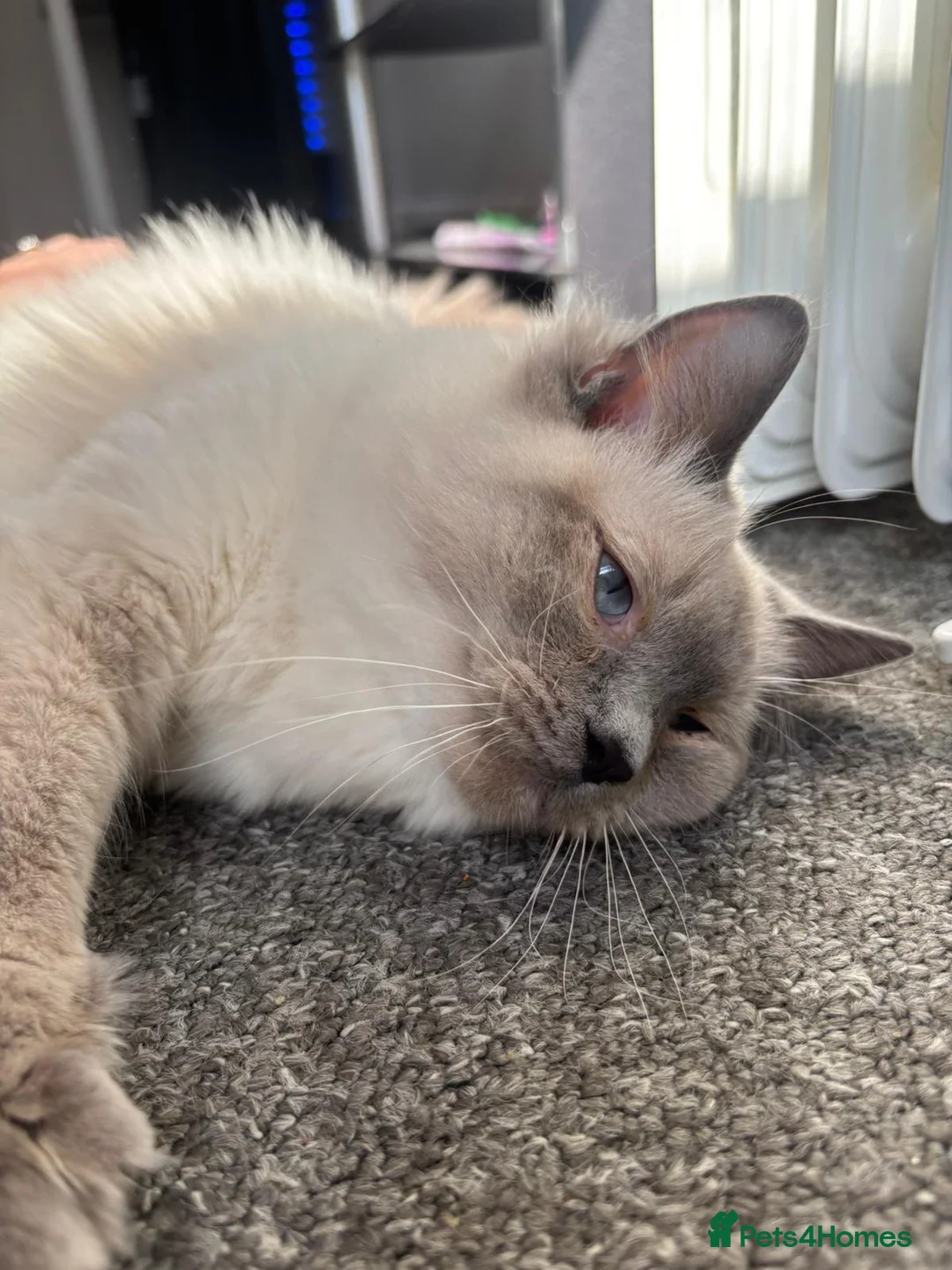 Ragdoll cats for sale: Gorgeous 7 Months Old Ragdoll Bluepoint  in Bradford - Advert 1