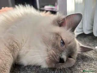 Ragdoll cats Gorgeous 7 Months Old Ragdoll Bluepoint - Advert 1