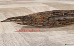 Quail poultry for sale: Coturnix quail three week old (not sexed)  - Image 7