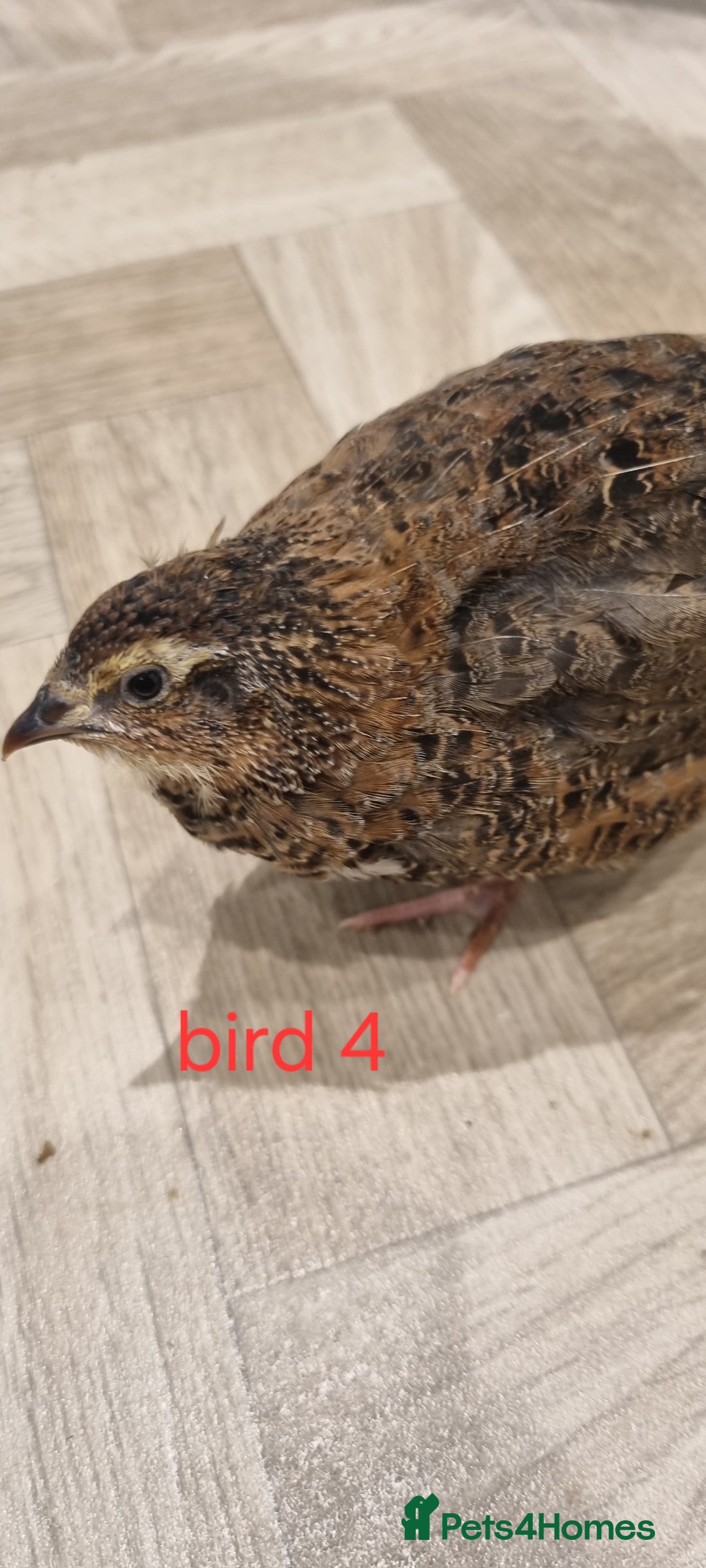 Quail poultry for sale: Coturnix quail three week old (not sexed)  - Image 7