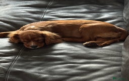 Cavalier King Charles Spaniel dogs for sale: Cavalier King Charles  - Image 9