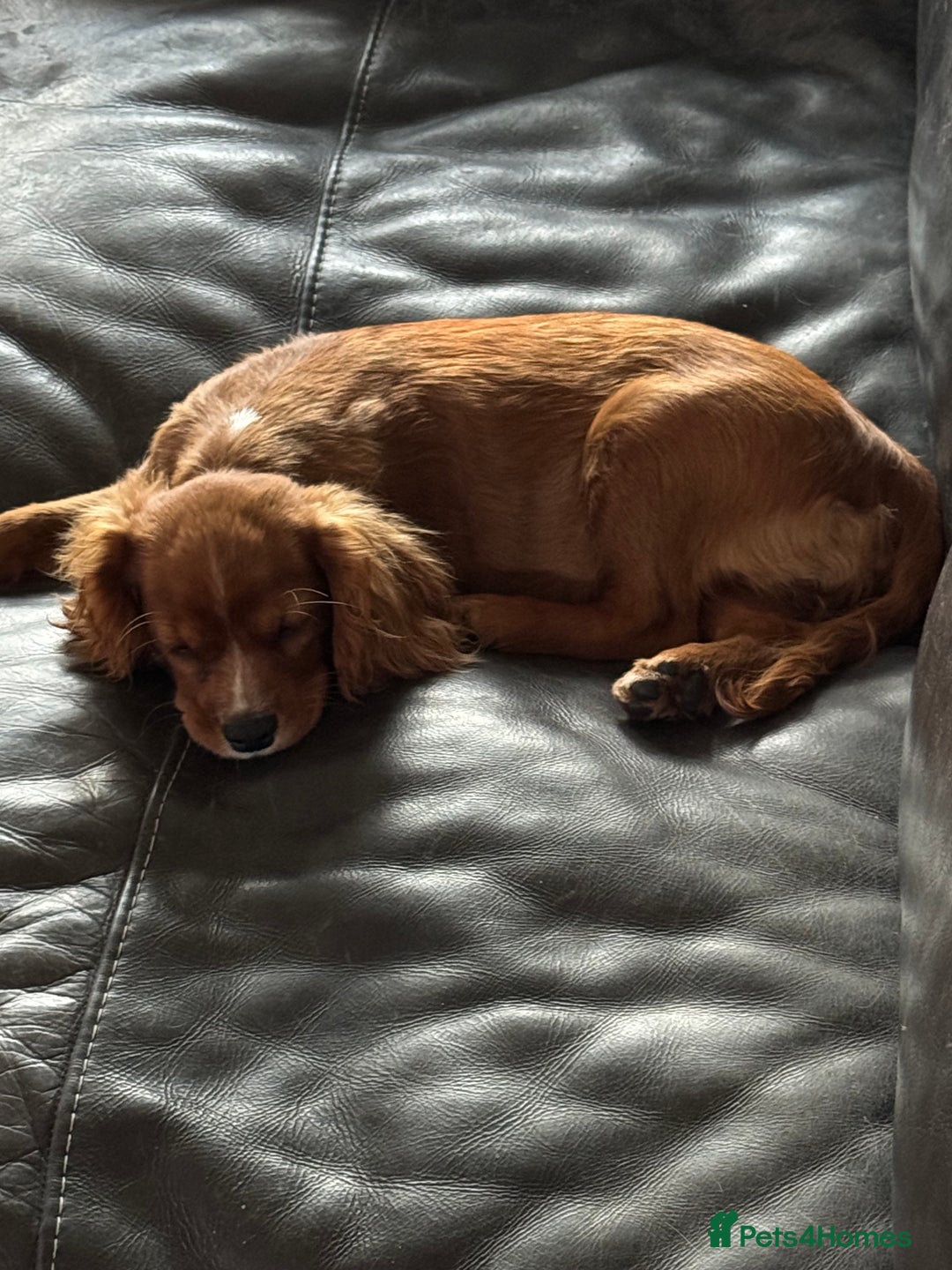 Cavalier King Charles Spaniel dogs for sale: Cavalier King Charles  - Image 9