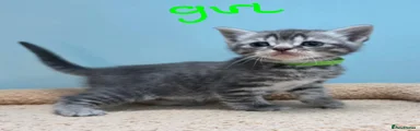 British Shorthair Kitten 4