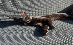 Bengal cats for sale: Free male Bengal needing his forever home  - Image 10