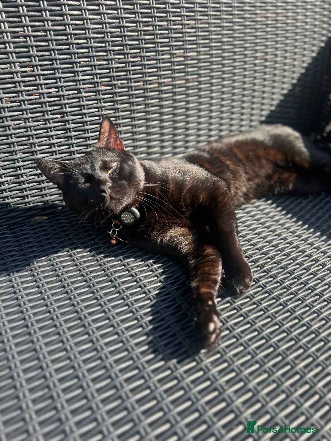 Bengal cats for sale: Free male Bengal needing his forever home  - Image 10