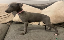Whippet dogs for sale: ⭐️ Beautifully bred whippet pups ⭐️ - Image 5