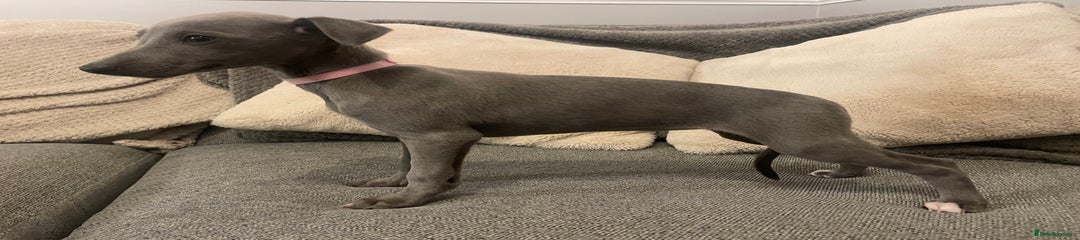 Whippet Puppy 4