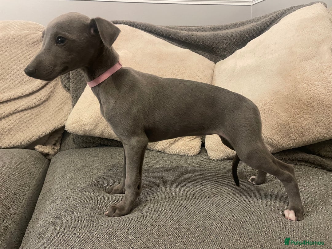 Whippet dogs for sale: ⭐️ Beautifully bred whippet pups ⭐️ - Image 5