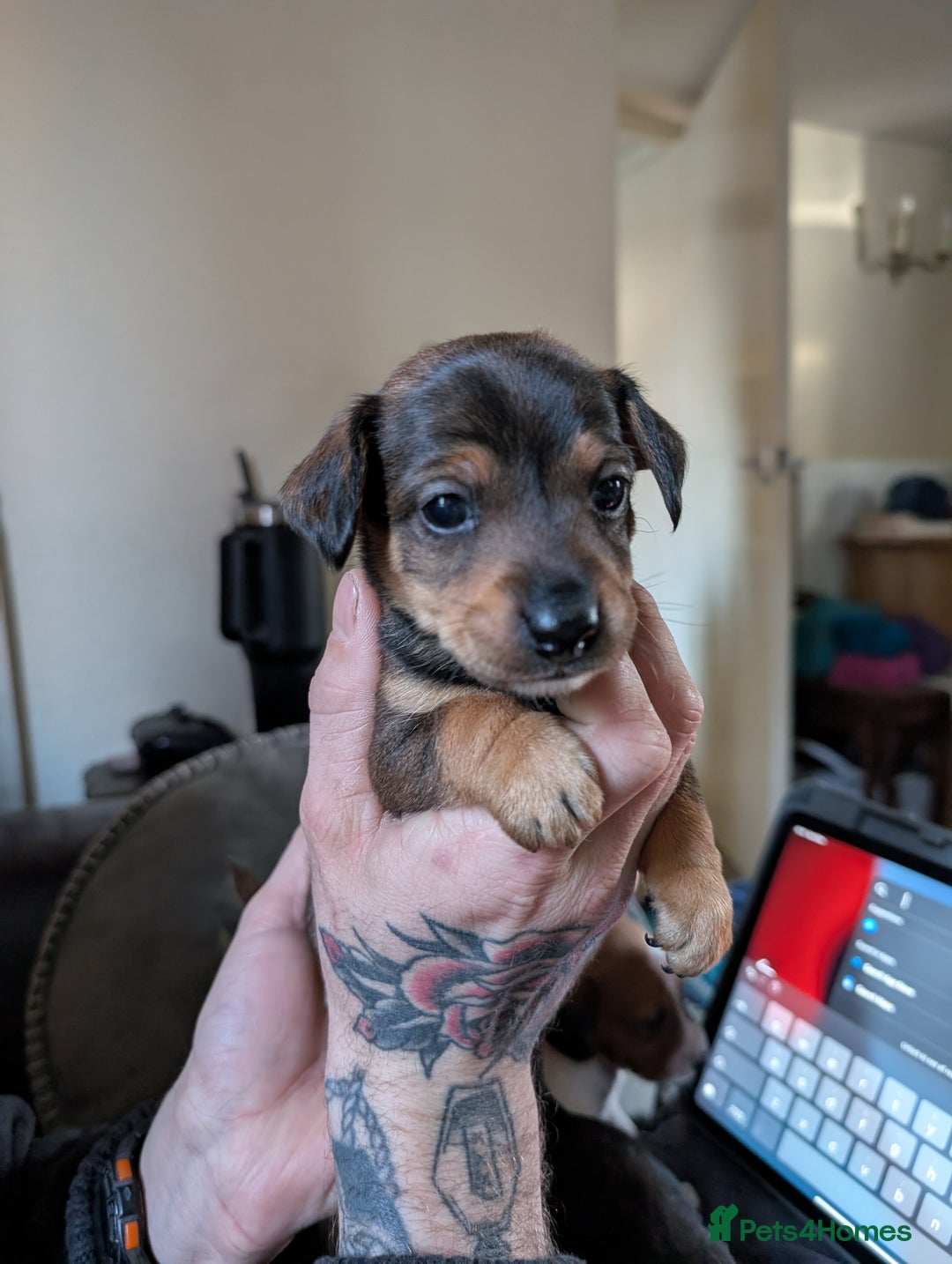 Mixed Breed dogs for sale: Dachshund X Jack Russel hybrid puppies  - Advert 11