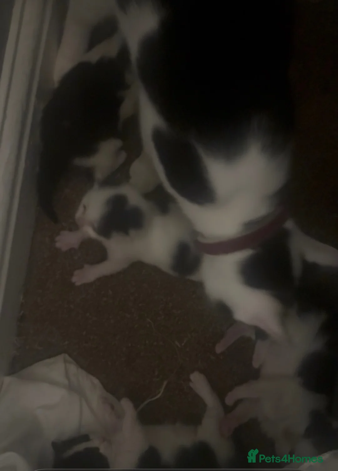 Mixed Breed cats for sale: Beautiful Ragdoll Mixed Kittens  - Advert 1